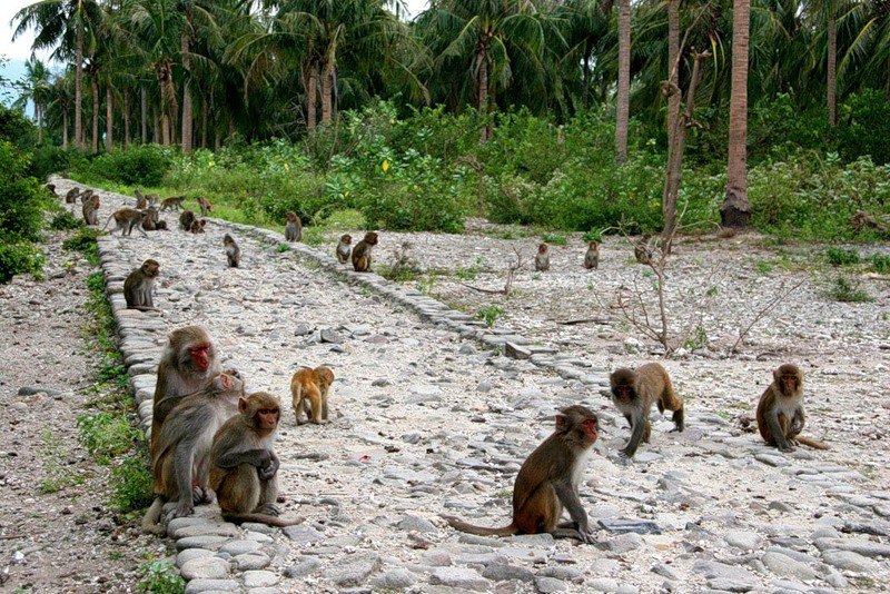 Конспект нод с детьми старшего дошкольного возраста «обезьянка в гостях у ребят»