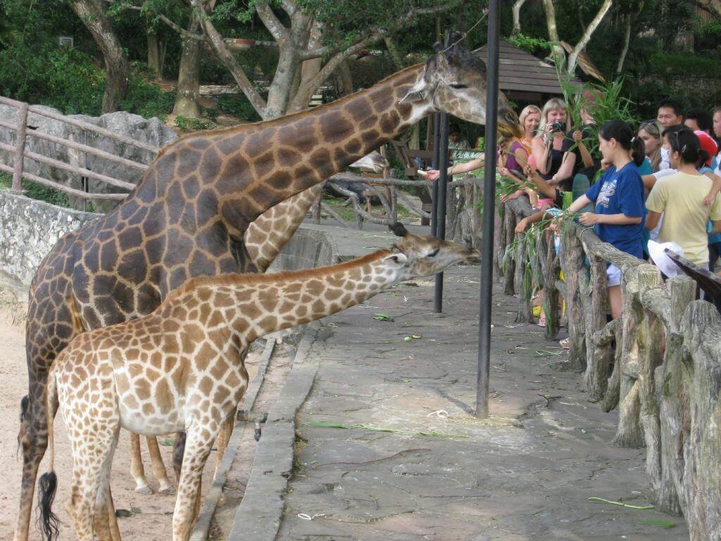 Зоопарк кхао кхео в тайланде, паттайя