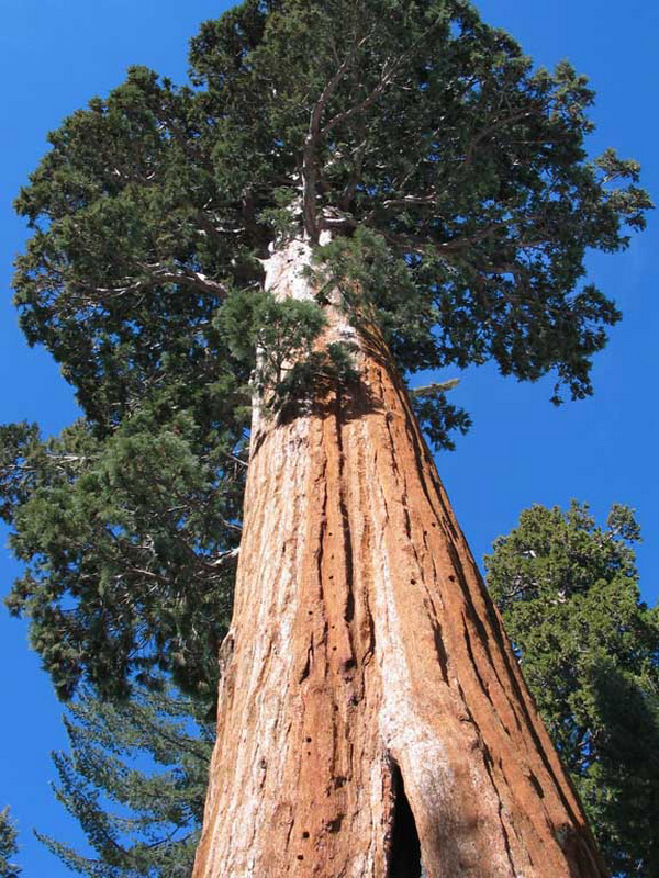 Как называются самые высокие деревья в мире, их высота и диаметр