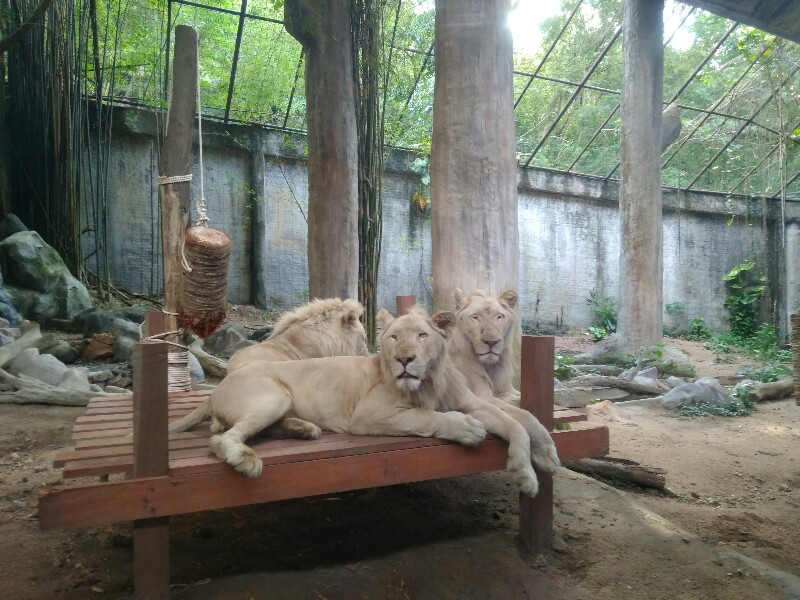 Экскурсия в кхао кхео (khao kheo open zoo)