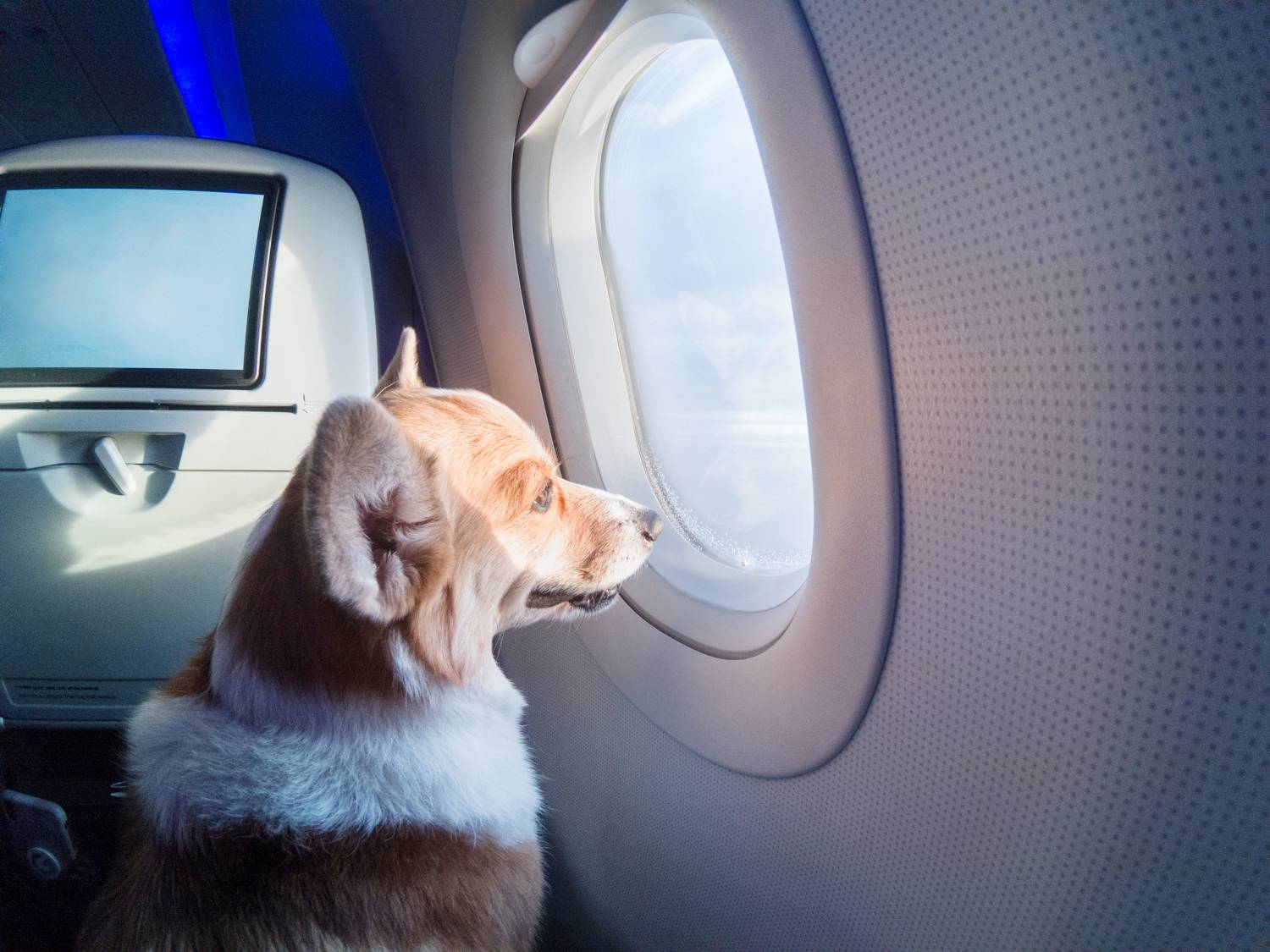Аэрофлот: перевозка животных в самолете. правила перевозки животных.