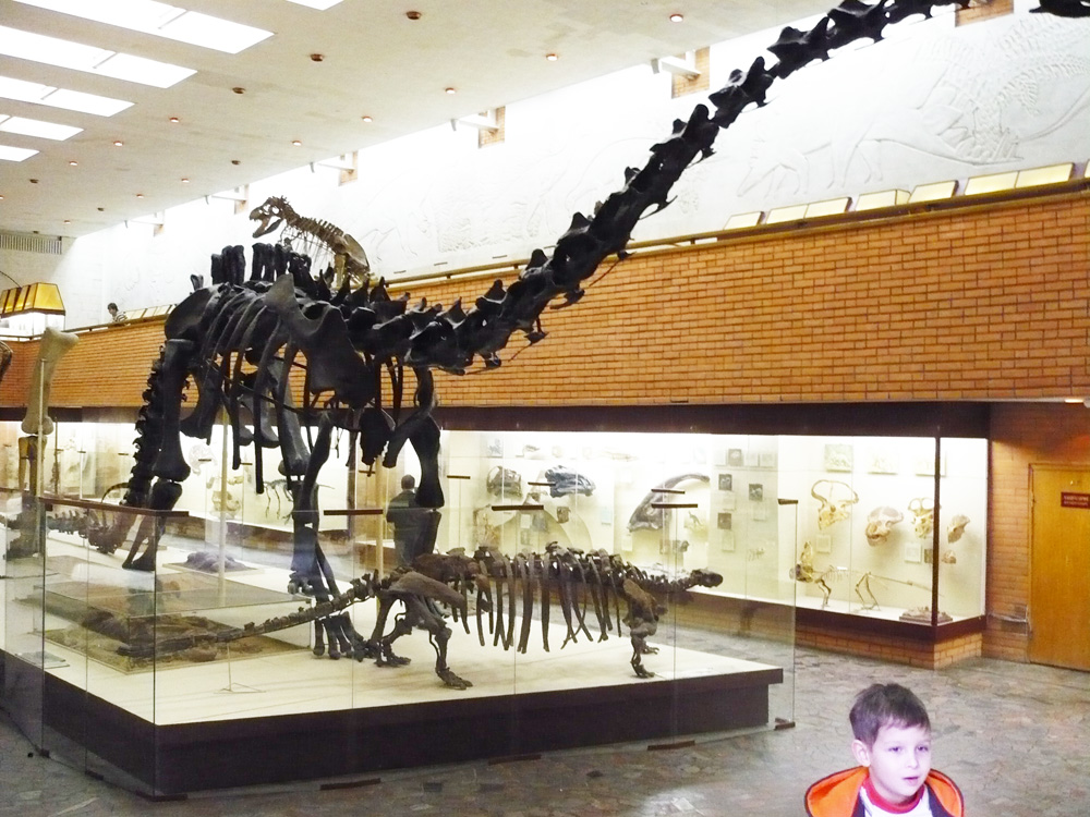 О палеонтологическом музее в санкт-петербурге: адрес, официальный сайт