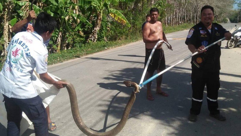 Змеи в таиланде. бояться или нет?