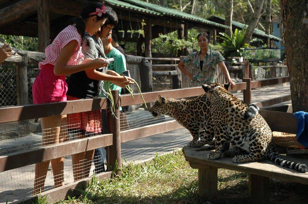 Зоопарк кхао кхео в паттайе. описание, советы при посещении-
