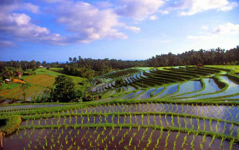 Рисовые террасы в банауэ — аграрный шедевр племени ифугао