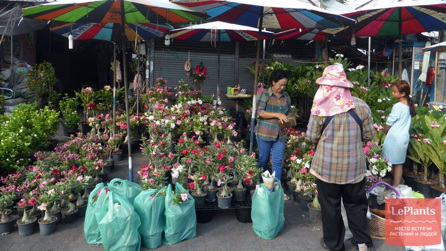 Чатучак - рынок выходного дня в бангкоке