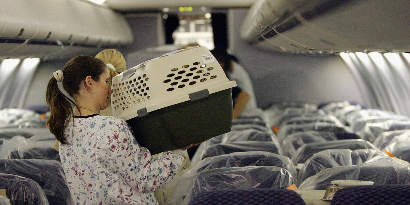 Как перевозить собаку в самолете - правила и запреты