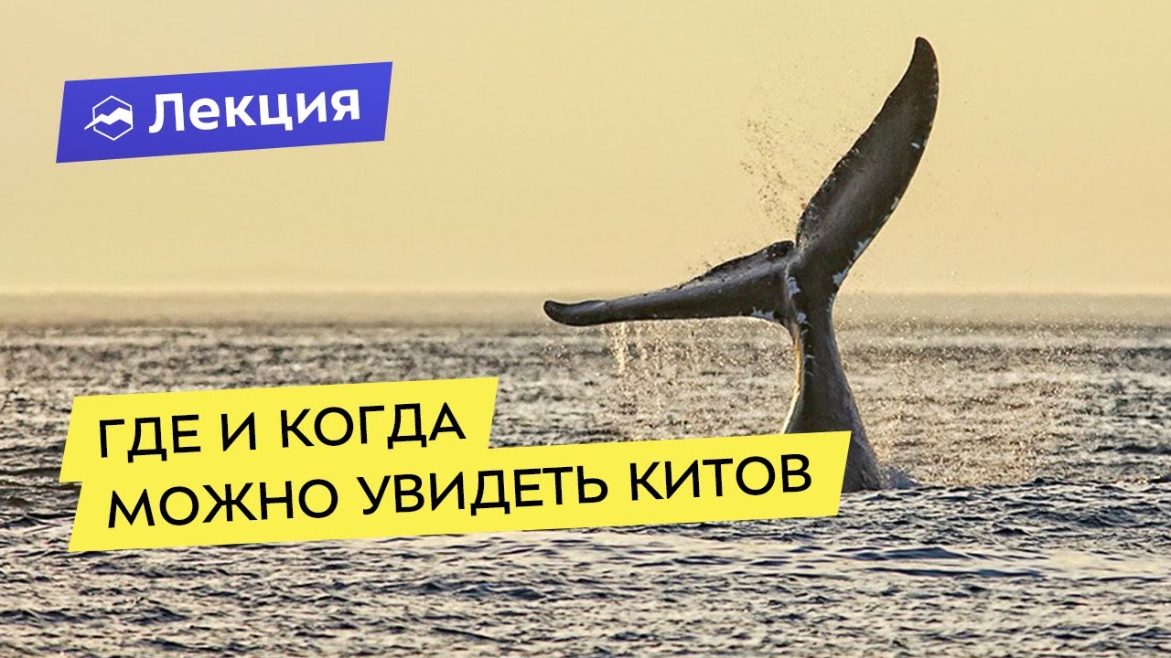 Морские гиганты. где в мурманской области можно встретить китов