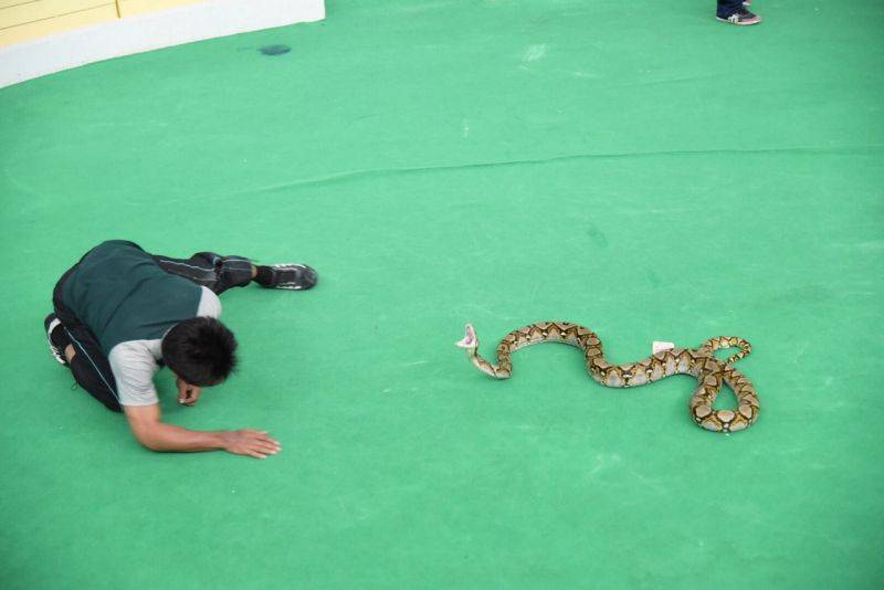 Змеи в таиланде