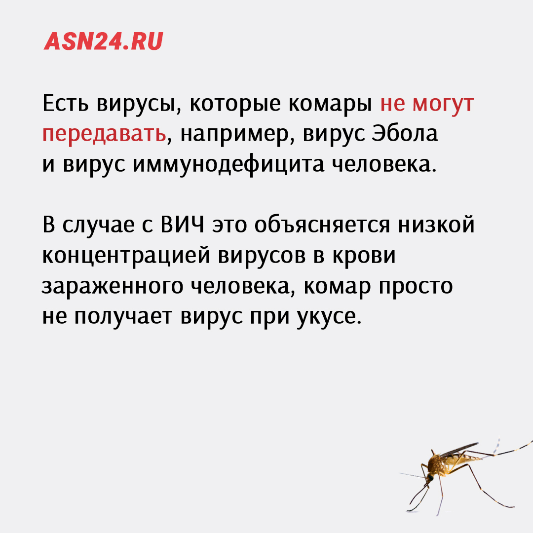 Опасности в таиланде: насекомые, змеи и прочая живность