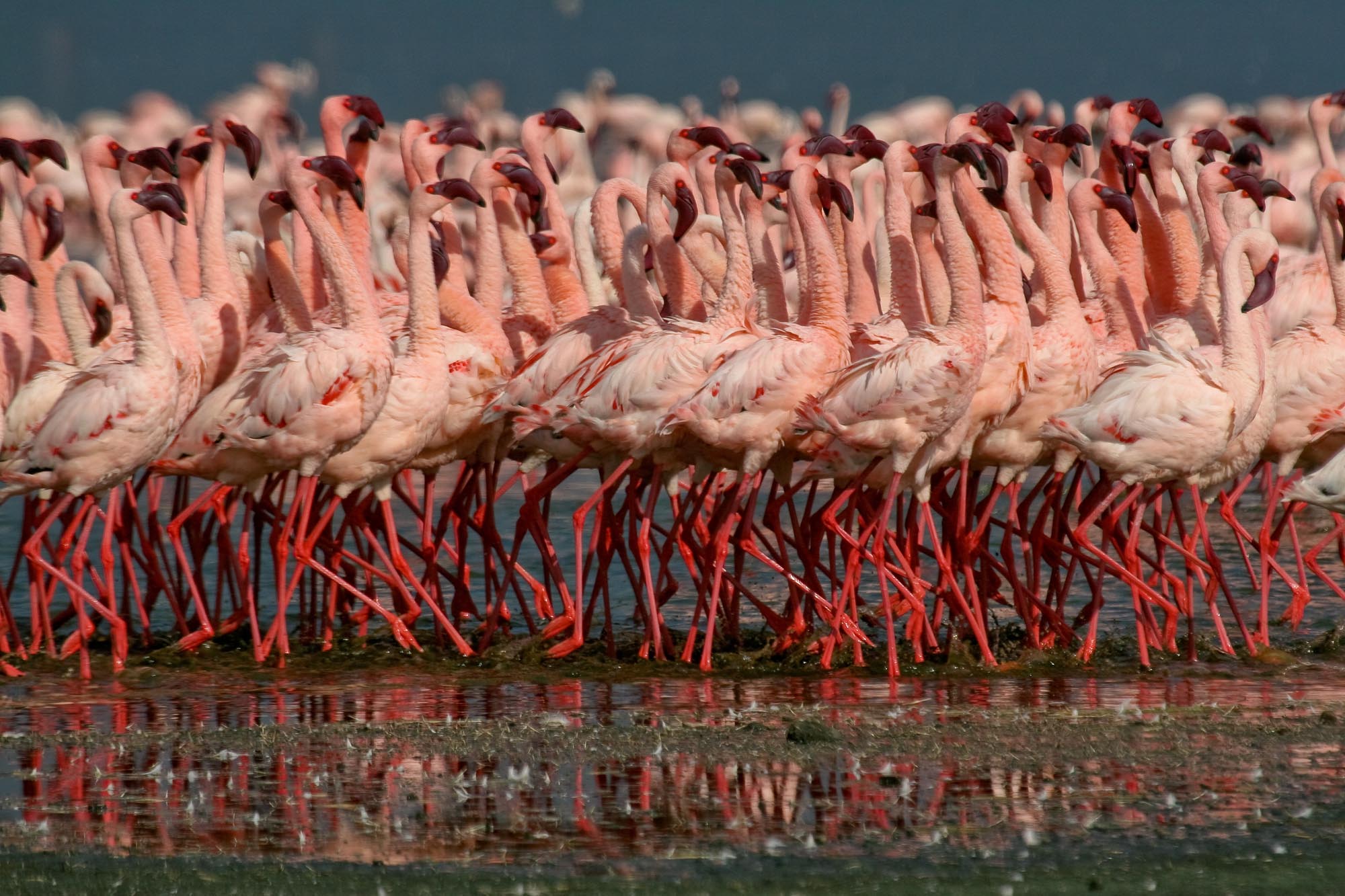 Озеро накуру и миллион фламинго. национальный парк озеро накуру, кения озеро накуру розовое