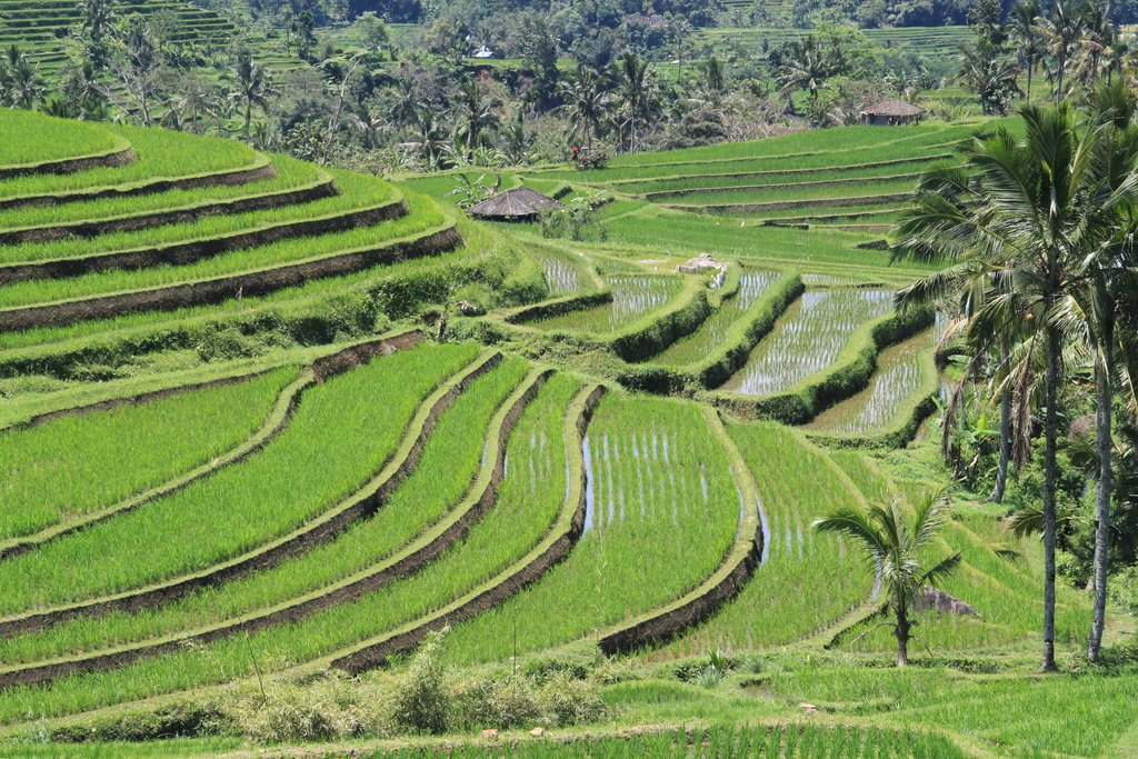 Рисовые террасы на бали: посещение полей тегалаланг, jatiluwih rice terrace и других плантаций убуда и окрестностей, история и расположение террас, картины и заставки с пейзажами