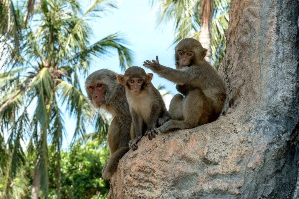 Остров обезьян в нячанге, вьетнам. описание и видео обзор острова