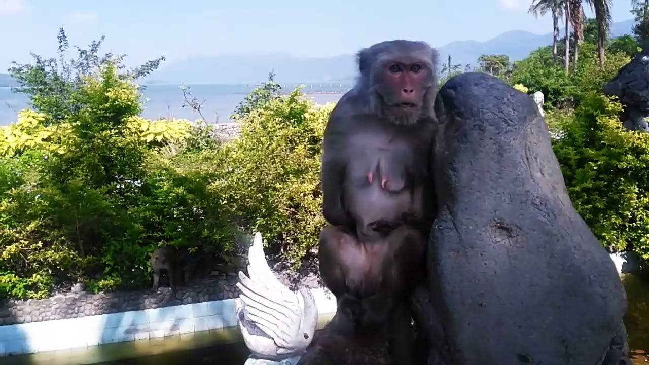 Особенности острова обезьян в Нячанге