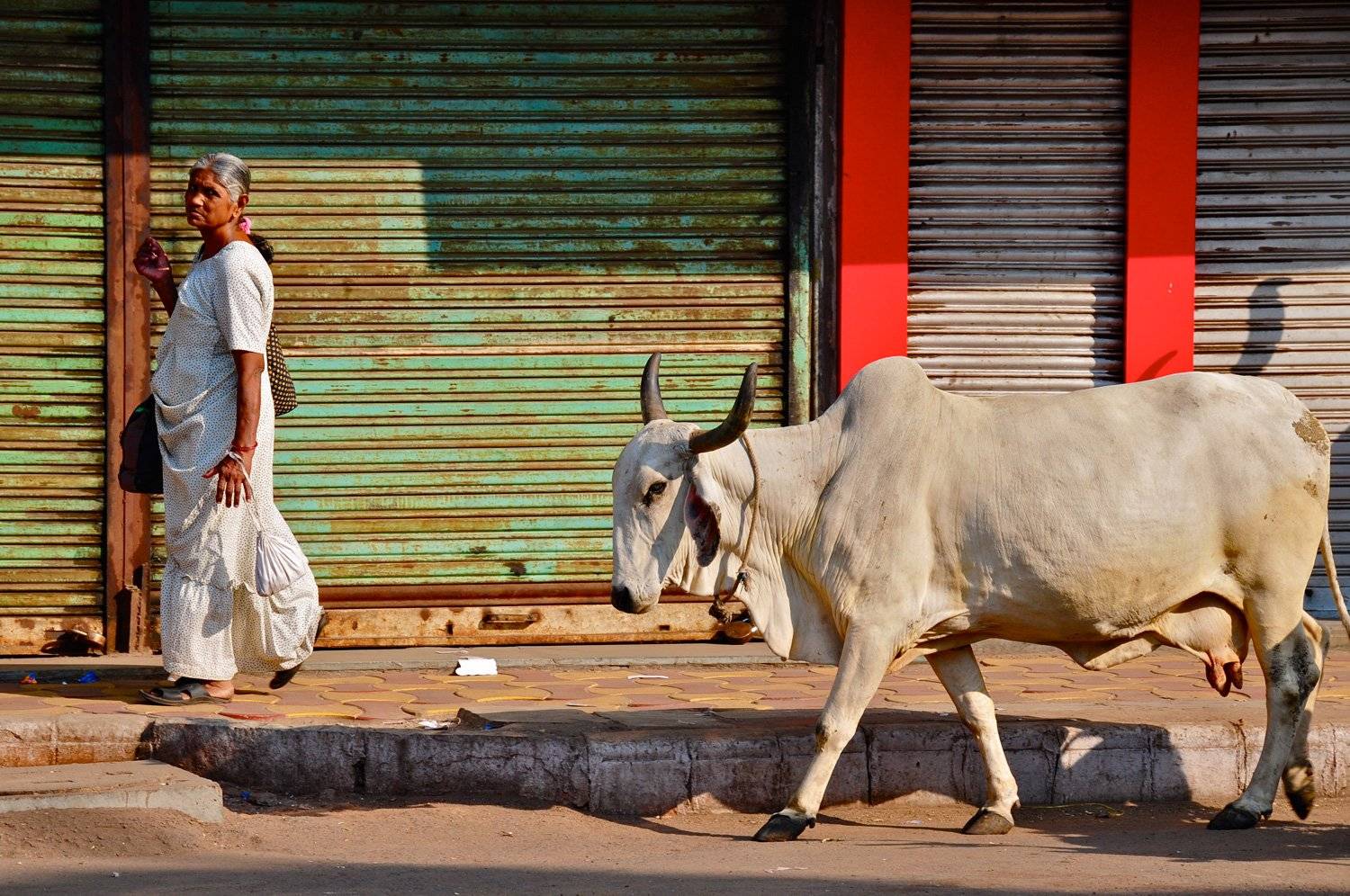 Традиции индии: почему в этой стране корова признана священным животным? почему в индии корова – священное животное? | milklife