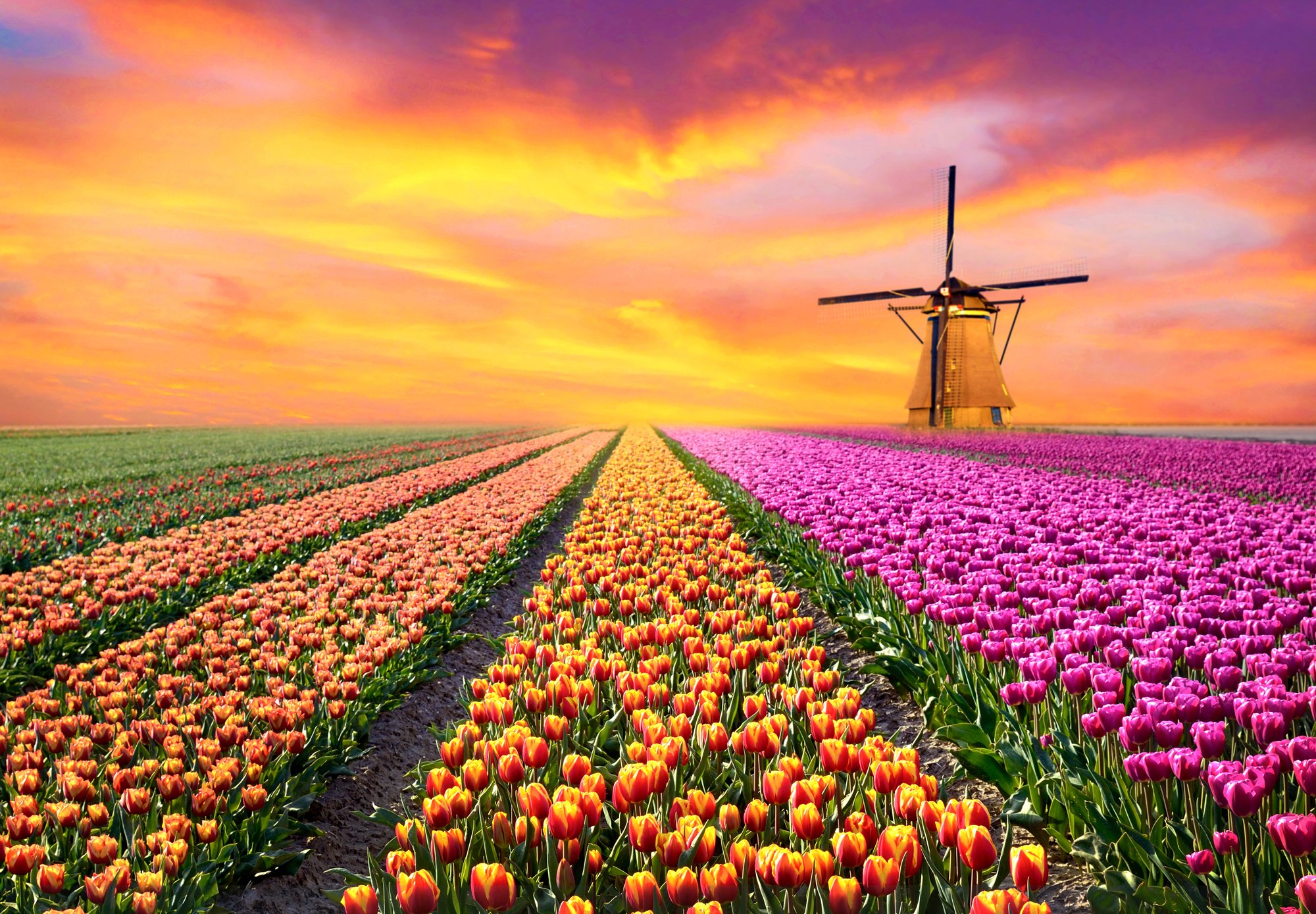 Страна Цветов Голландия