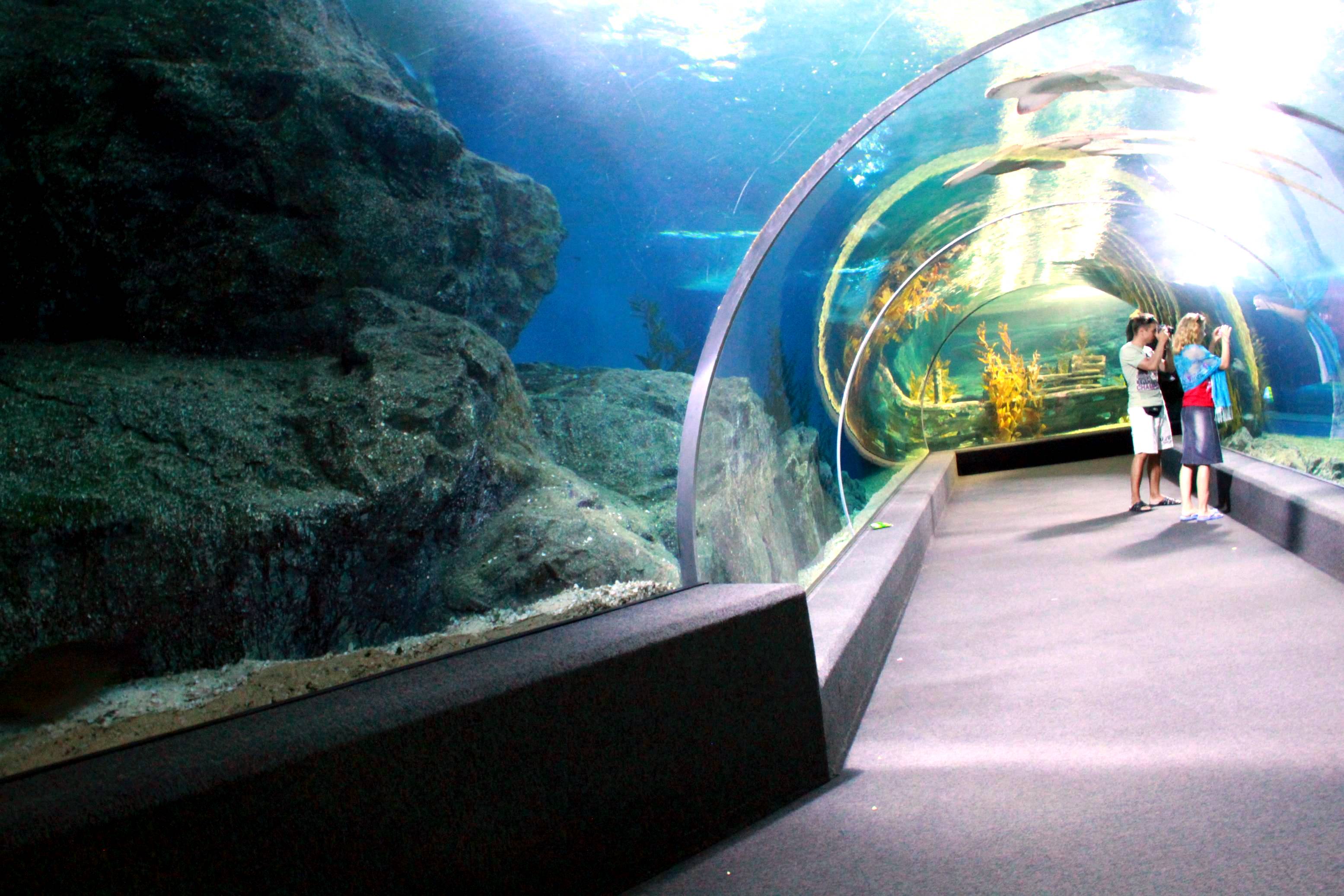 Аквариум sea life bangkok (бангкок, таиланд), фото, видео, на карте