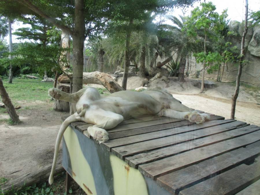 Зоопарк «као кео» в паттайе