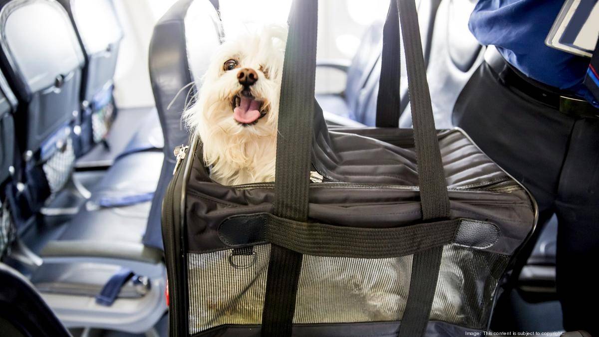 Что необходимо для перевозки в салоне авиалайнера кошек?