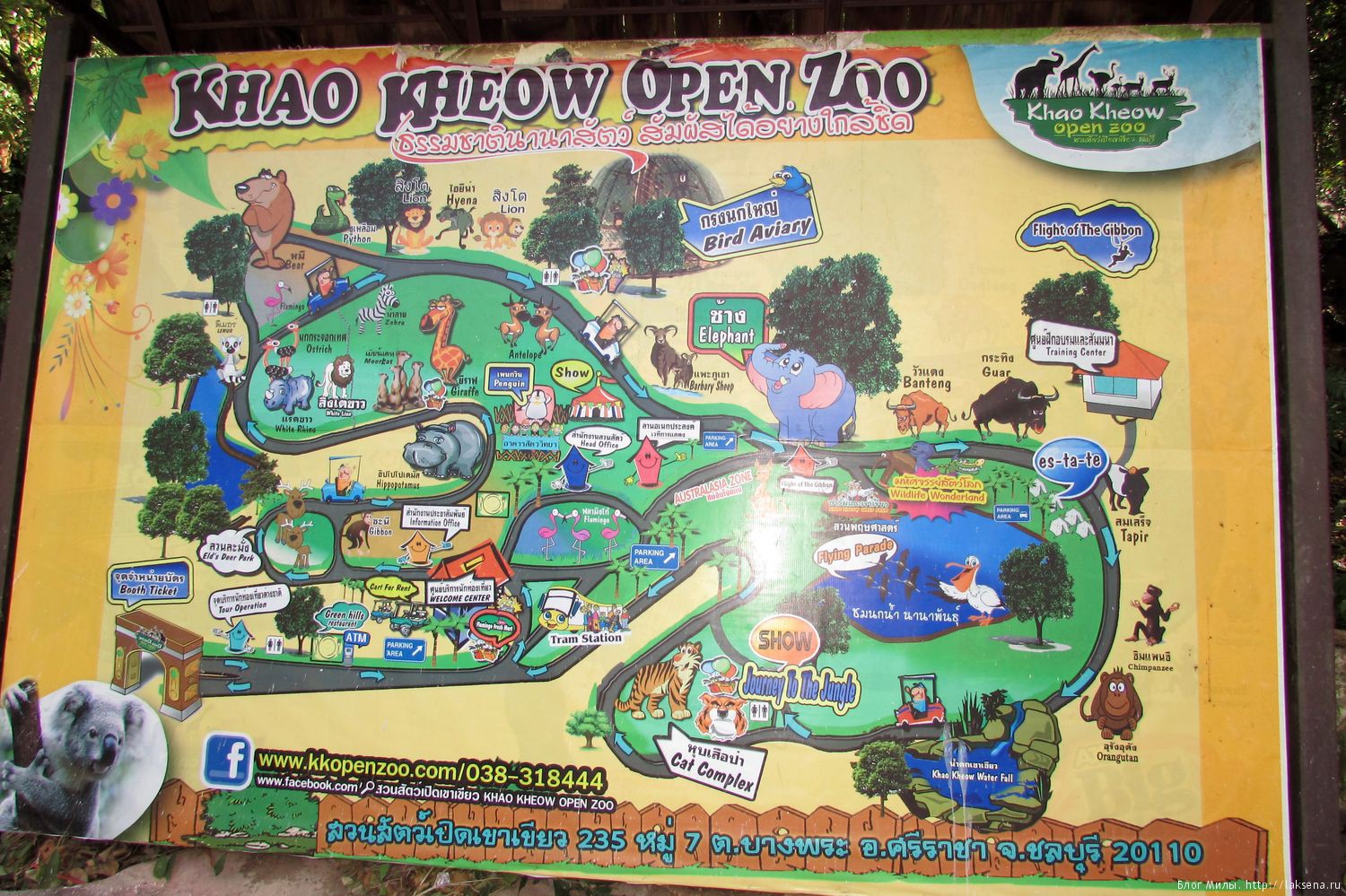Зоопарк кхао кхео в паттайе, лучший в таиланде, отзывы и как добраться