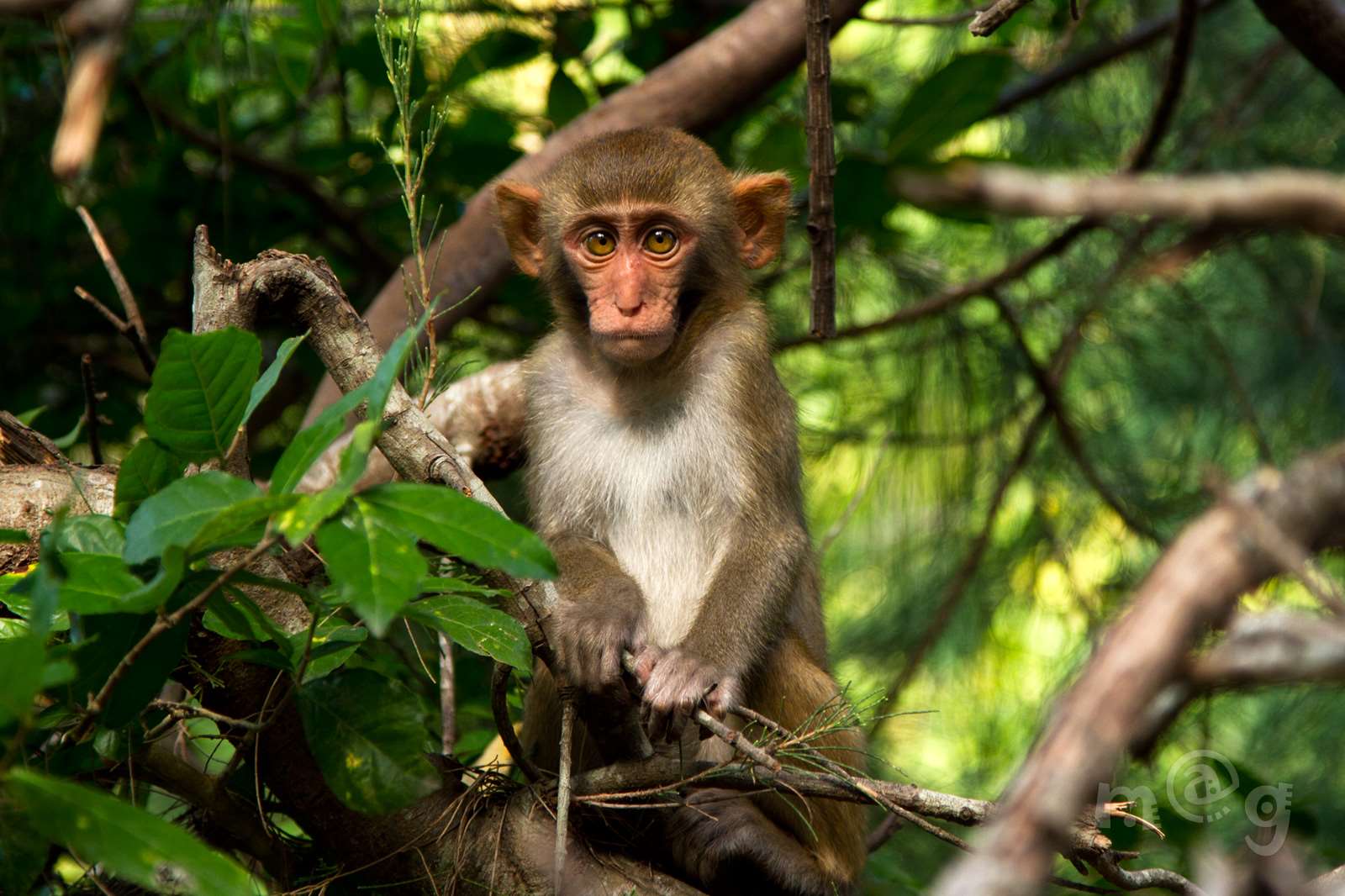 Обезьяны в тайланде: виды, что делать, если укусила обезьяна