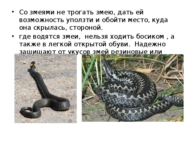 Змею не дам. Техника безопасности со змеями. Обход змеи. Змеи Приморского края фото с описанием.