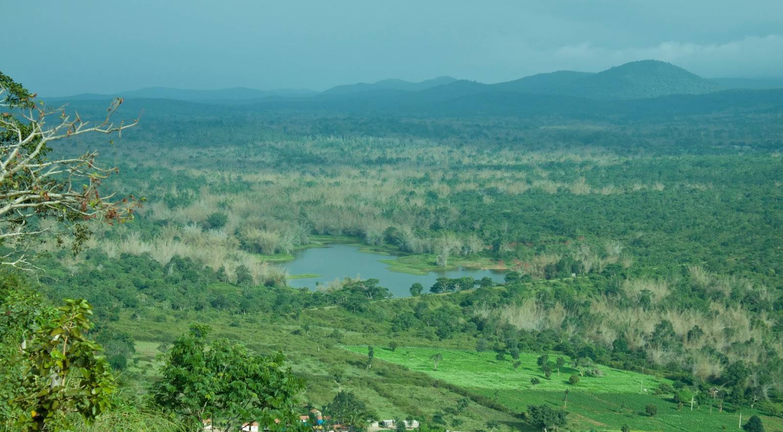 Bandipur national park- bandipur tiger reserve in karnataka, india