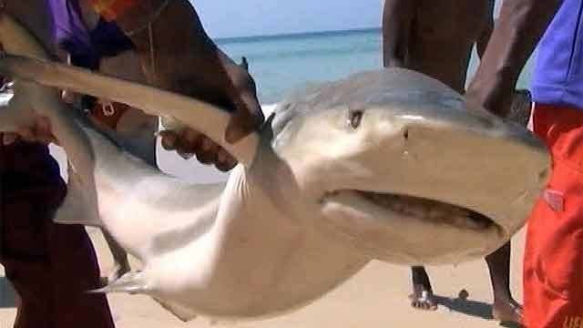 Есть ли опасные акулы в тайланде, как уберечься от их нападения.