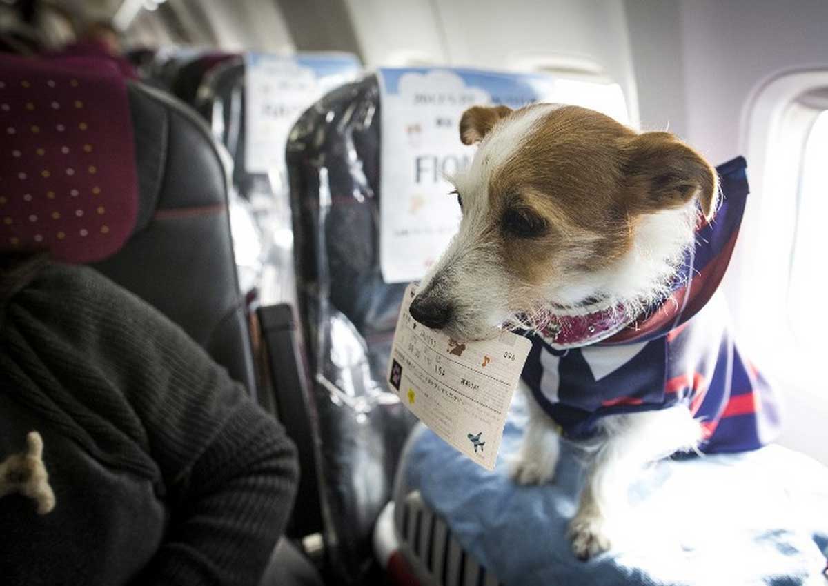 Правила перевозки животных в самолете
