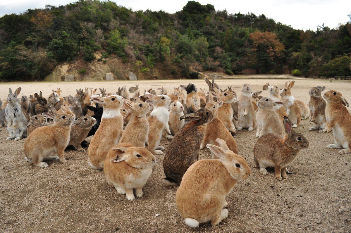 Окуносима - остров кроликов и ядовитых газов в японии