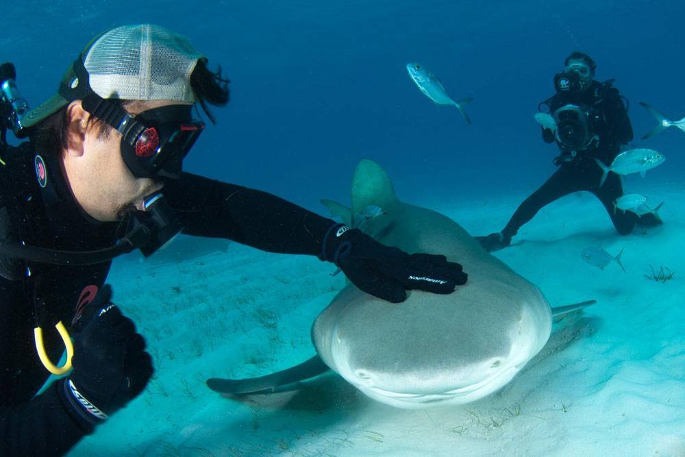 Акулы в таиланде - все про тайланд