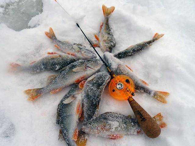 Ловля окуня на безмотылку зимой в первый лед и глухозимье, самые уловистые безмотылки для зимней рыбалки, видео 2020 года