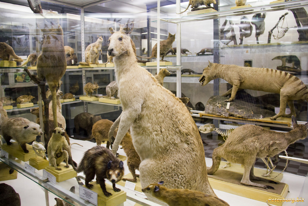Зоологический музей ран в санкт-петербурге: от бабочек до мамонтов