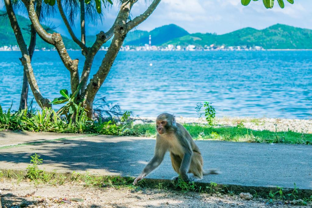 Гора обезьян (monkey hill) — милые и опасные обезьяны на пхукете, тайланд