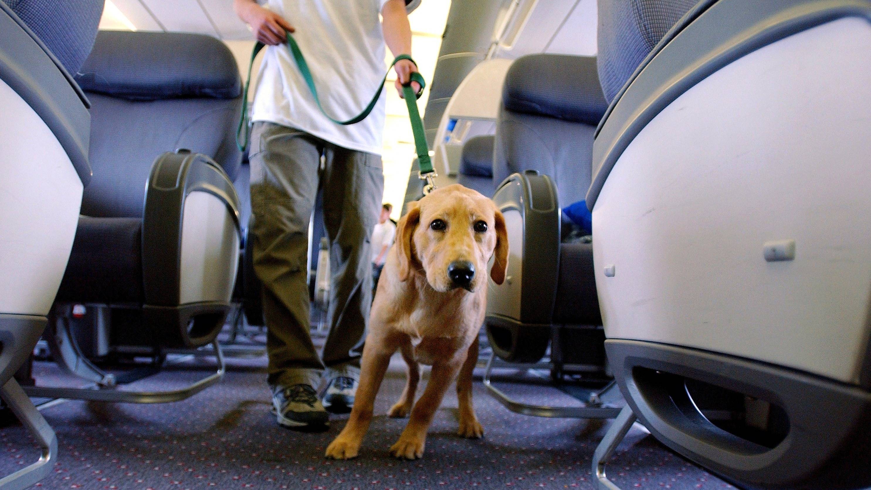 Как перевести домашних животных в самолете по россии: изучаем правила